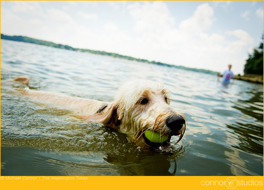 dogs_025
