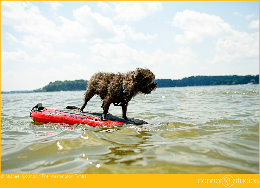 dogs_053