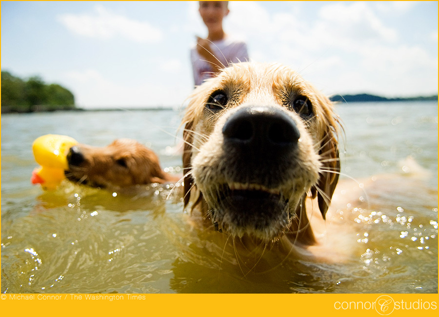 dogs_088