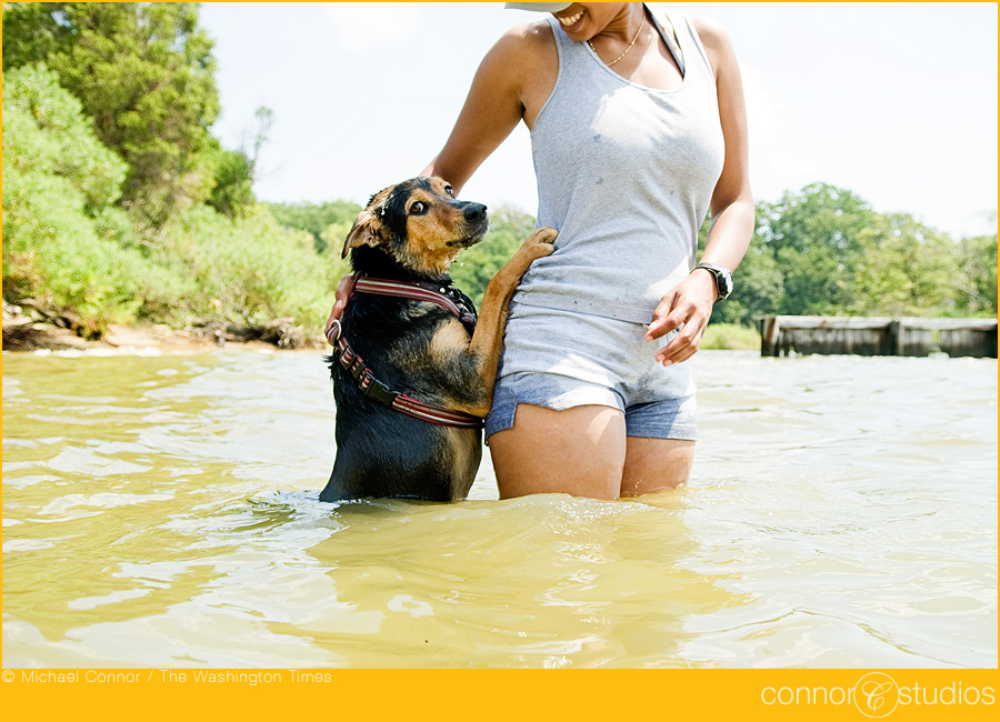 dogs_153