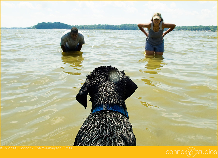 dogs_187